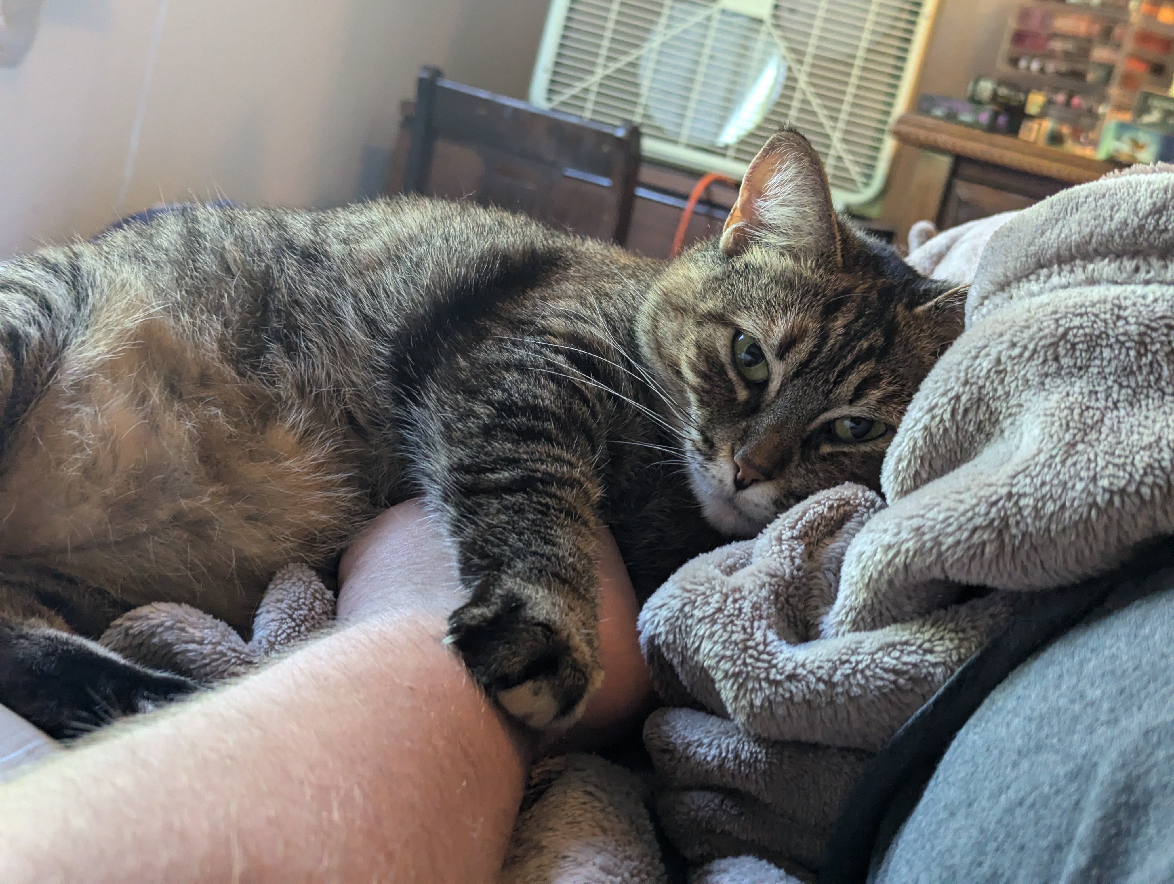 An image of a cat resting her head on a person's hand